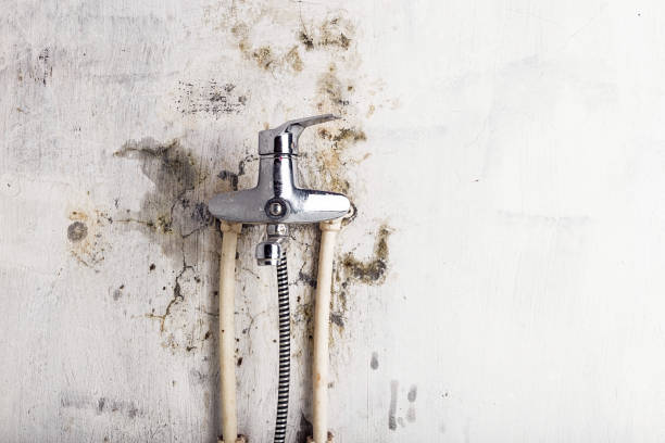 Best Toxic Mold Removal  in Huber Ridge, OH