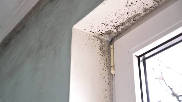 Best Office Mold Removal Services  in Huber Ridge, OH