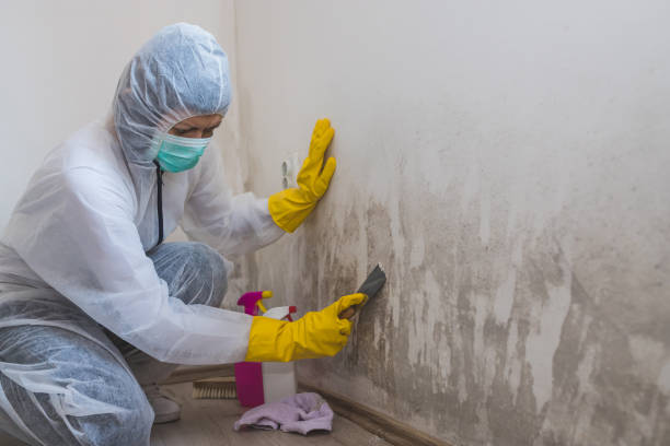 Best Home Mold Removal  in Huber Ridge, OH
