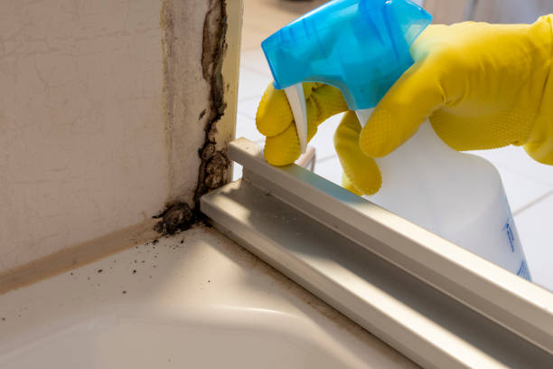 Best Same-Day Mold Removal  in Huber Ridge, OH