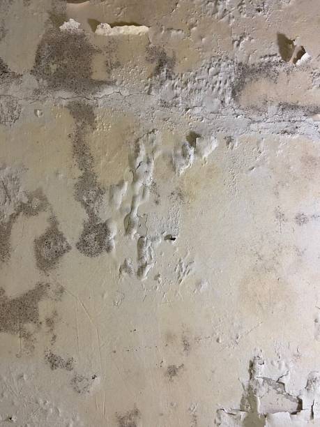 Best Mold Removal Company Near Me  in Huber Ridge, OH
