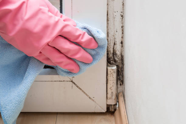 Best Certified Mold Removal  in Huber Ridge, OH