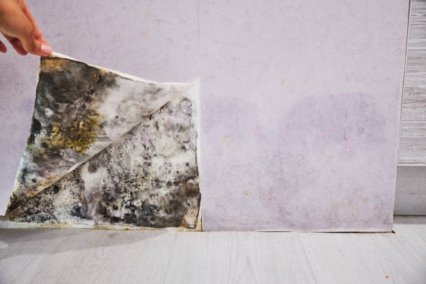 Best Toxic Mold Removal  in Huber Ridge, OH